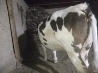 गाय, Russian Black pied cattle — फ़ोटो 3