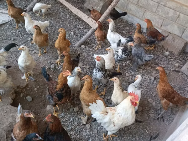 Chickens — Kyrgyzstan
