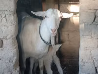 Буз, Saanen goat — акс 4