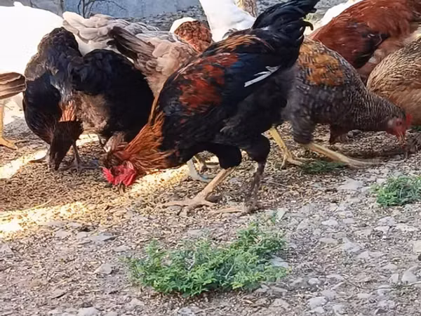 Chickens