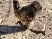 سیلکی — عکس 2