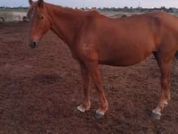 Kuda betina, Horses — foto 1