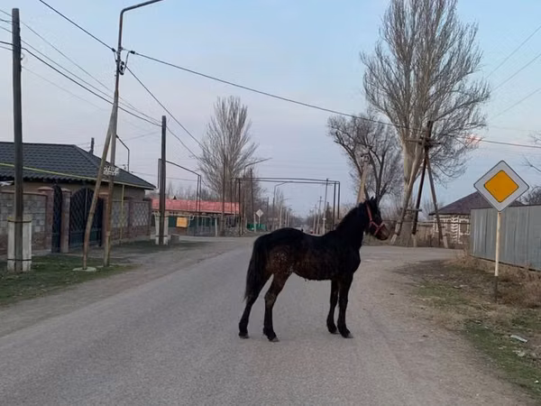 Hengst, Friesian