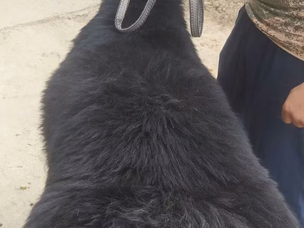 Ram, Sheep — Uzbekistan