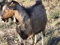 ஆண் வெள்ளாடு, Alpine goat — புகைப்படம் 2