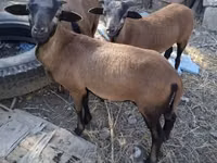 قوچ, Cameroon sheep — عکس 3