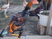Shamo tavukları — foto 2