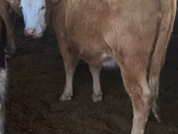 母牛, Simmental cattle