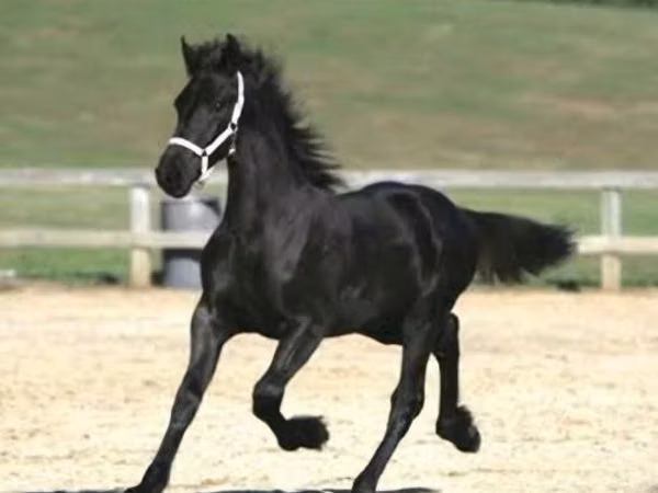 Horse (M), Friesian