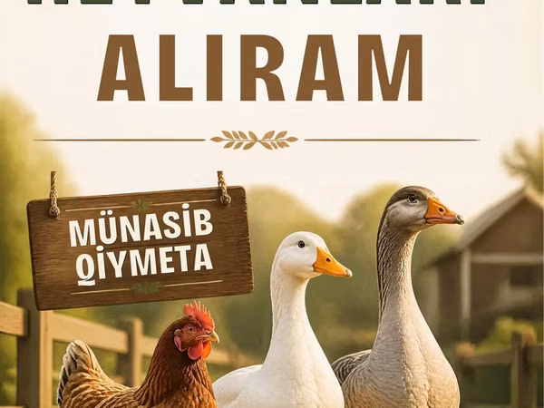 Chickens — Aserbaidschan