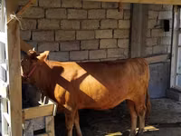 Vache, Bovins — photo 2
