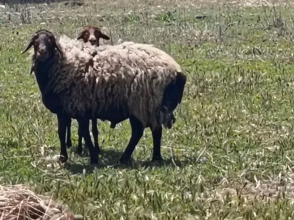 میش, گوسفند — جمهوری آذربایجان