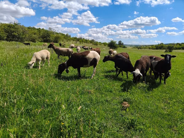 Sheep, Dorper sheep — Moldova