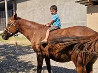 Kısrak, Atlar — foto 7