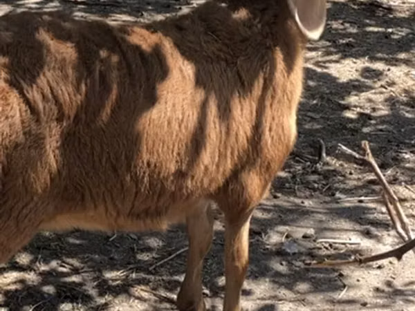 Sheep, Hissar sheep — Kyrgyzstan