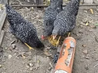 Chickens — լուսանկար 3