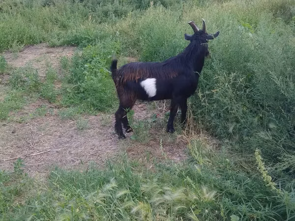 Billy Goat, Goats — Kazakhstan