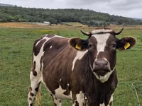 Cow, Cattle — photo 2