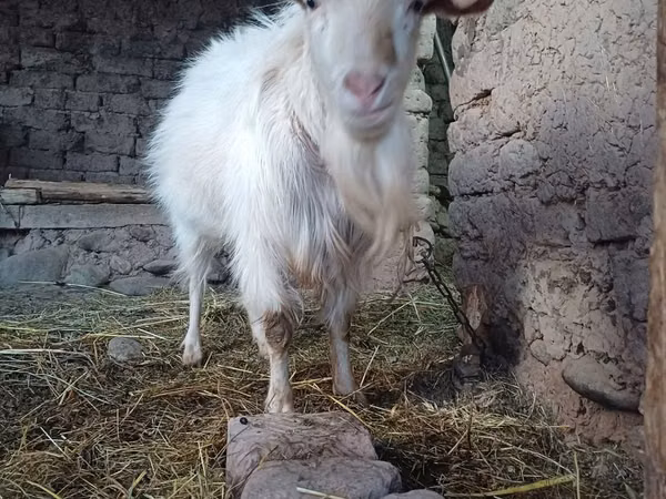 Billy Goat, Goats — Uzbekistan
