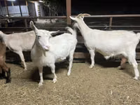 بز ماده, Kamori goats — عکس 2