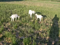 Koza, Saanen goat — foto 3