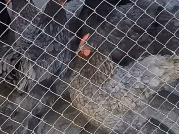 Chickens — Азербејџан