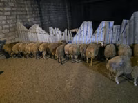 Ram, Sheep — photo 1