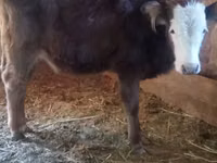 İnek, Swiss cattle — foto 1