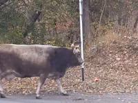 Kuh, Alatau-Rasse — Foto 1