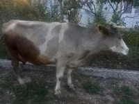 Vacă, Bovine — foto 3