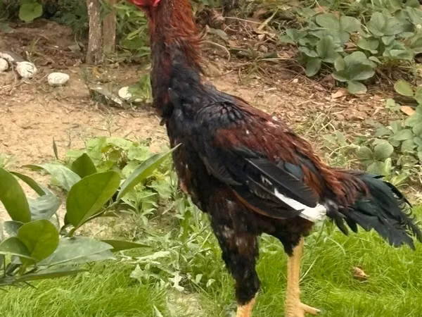 Chickens — Aserbaidschan