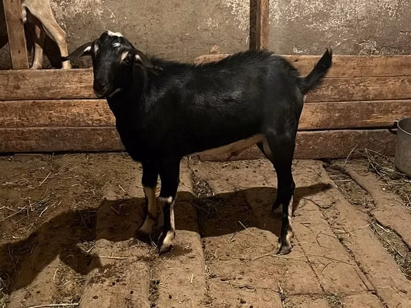 Billy Goat, Goats — Kazakhstan
