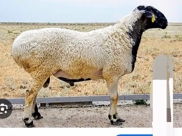 Ram, Suffolk sheep — Kazakhstan
