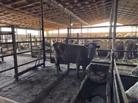 گاو ماده, Simmental cattle — عکس 3