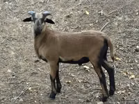 Ram, Cameroon sheep — photo 2