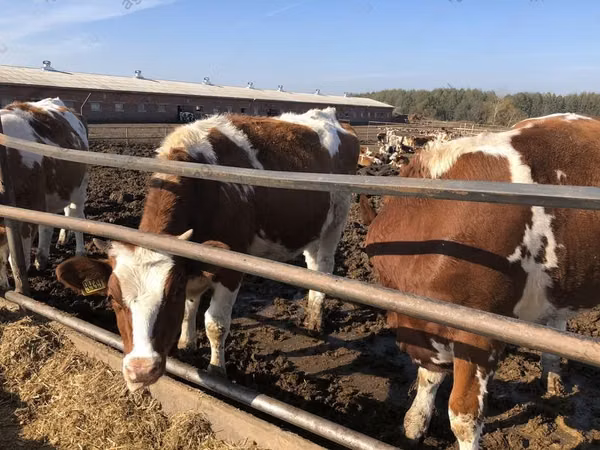 Cow, Red-spotted breed