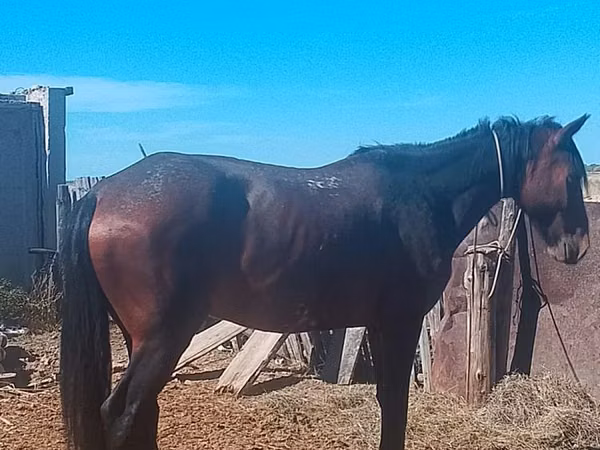 Mare, Horses — Kazakhstan