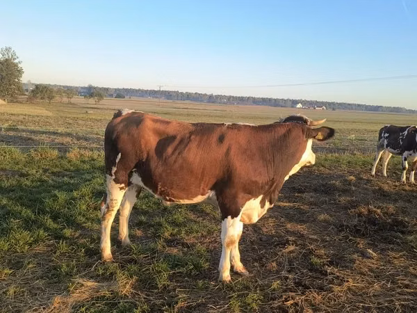 Ko, Simmental cattle