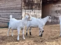Kozioł, Saanen goat — zdjęcie 1