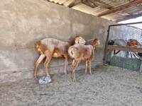 Sheep, Arashan sheep — photo 1