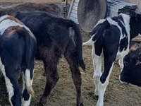 Крава, Говеда — снимка 1