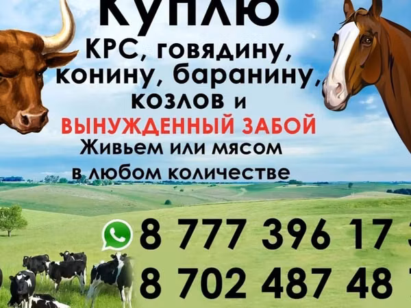Sto, Horse breed