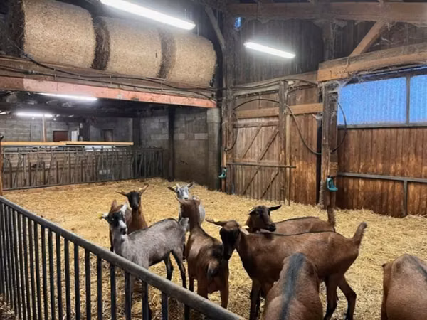 Goat, Alpine goat