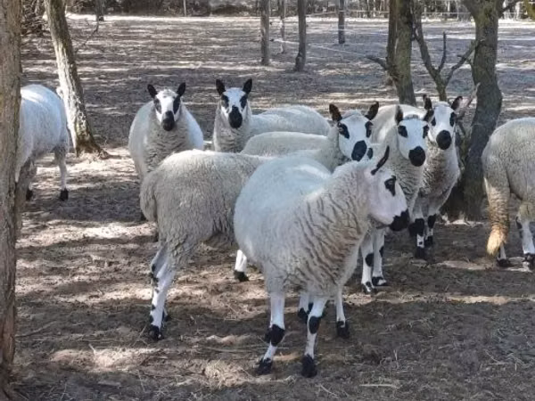 Montone, Cerry Hill sheep — Ungheria