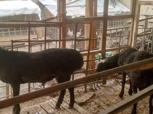 公羊, Sheep — 乌兹别克斯坦