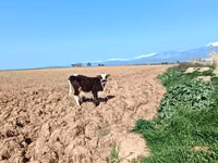 公牛, Simmental cattle — 照片 1
