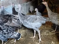 Turkeys — photo 1