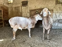 Montone, Pecore — foto 2