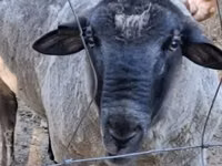 Vædder, White Suffolk sheep — foto 2