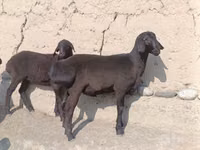 ஆண் ஆடு, ஆடுகள் — புகைப்படம் 1